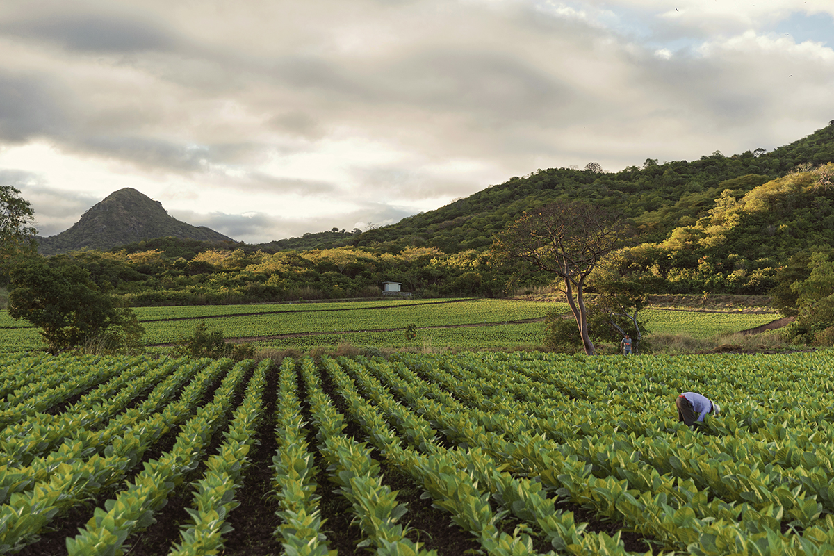 LCT LA CASA DEL TABACO NICARAGUA PREMIUM CIGAR 01