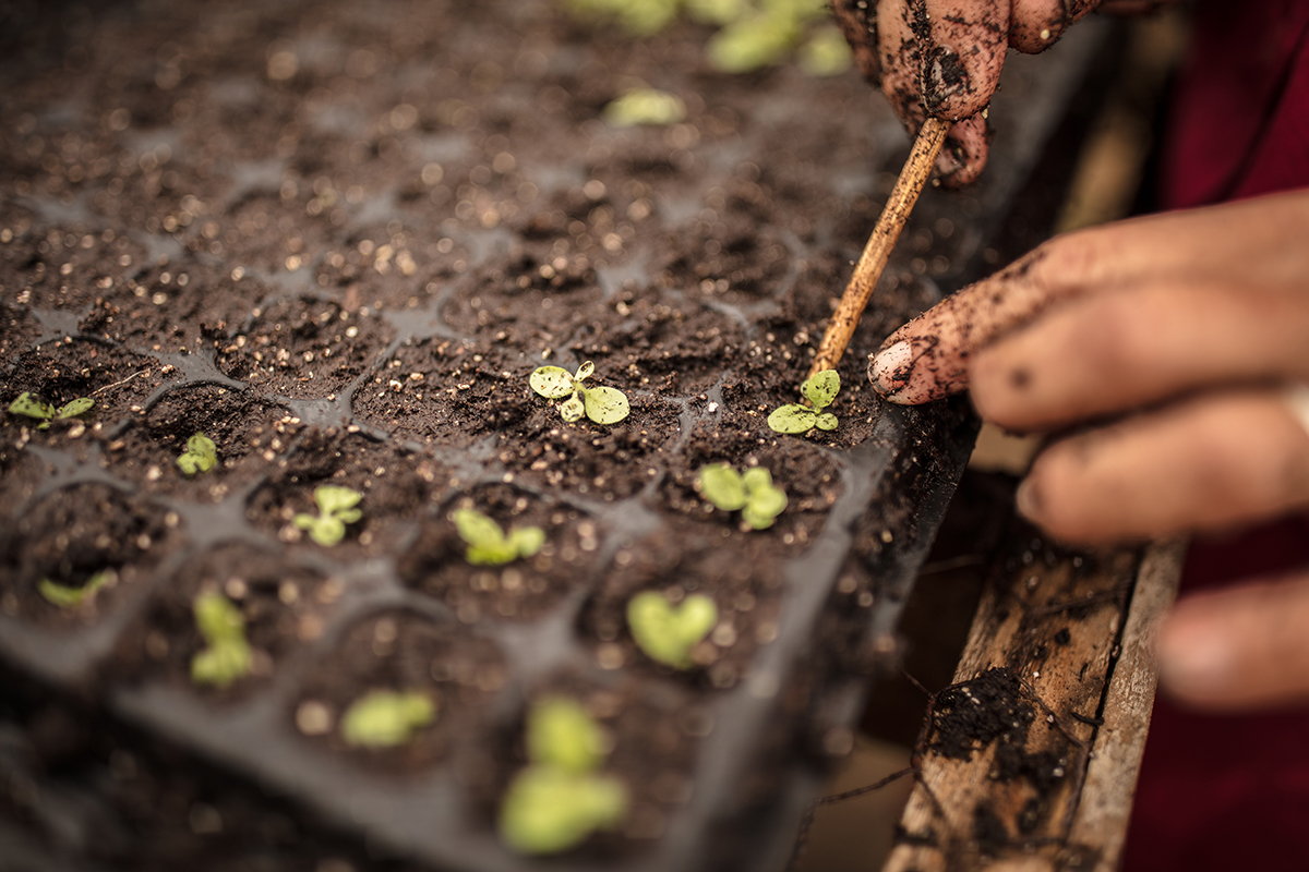 LCT LA CASA DEL TABACO NICARAGUA PREMIUM CIGAR 02