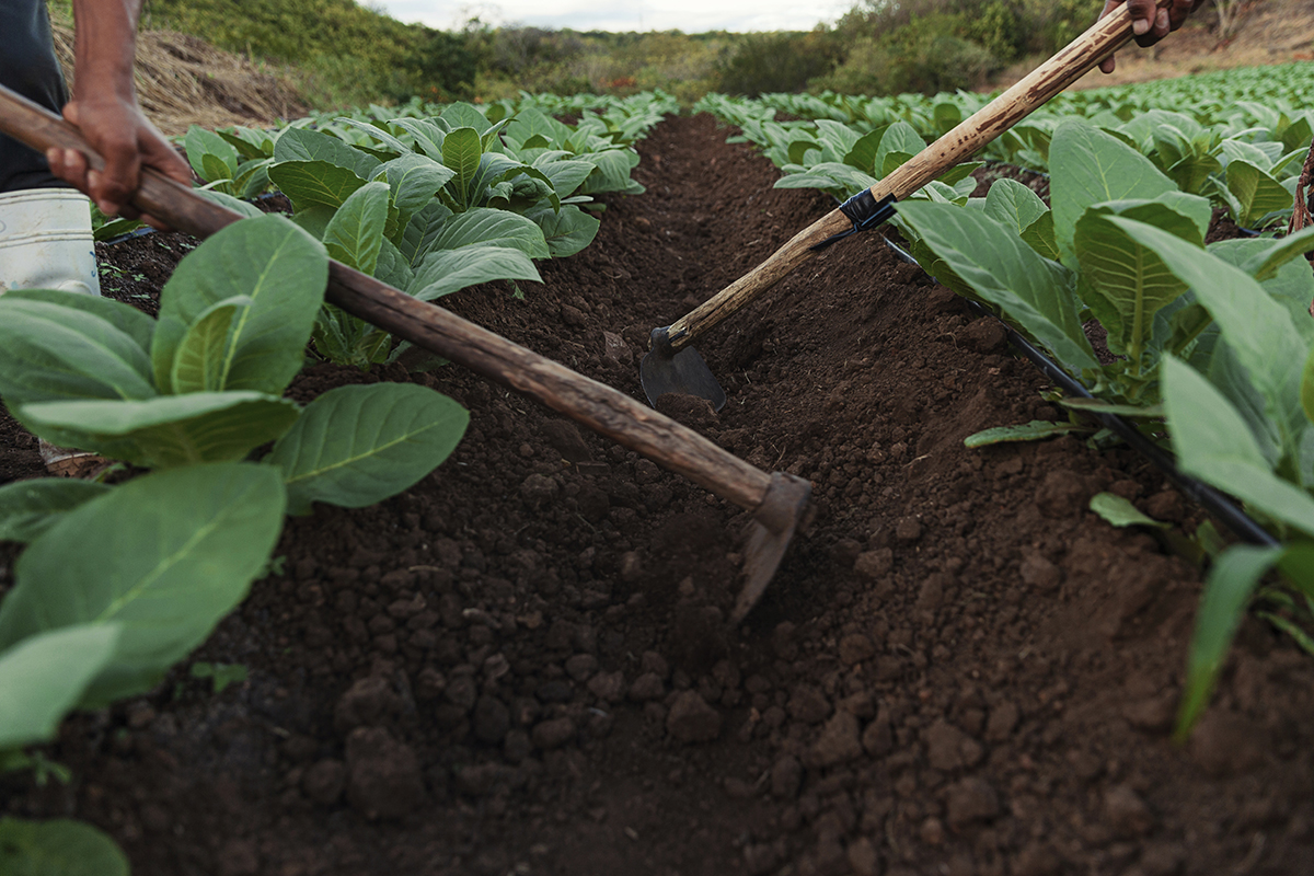 LCT LA CASA DEL TABACO NICARAGUA PREMIUM CIGAR 03